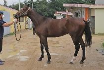 ��ƼǮȭ�� (BEAUTIFUL HWASEONG) ����