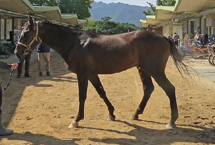 ���ۺ��繮 ����