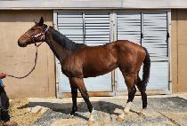 ����Ʈ�׼� (PERFECT ACTION) ����