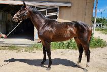 BRUG KINGMAN picture