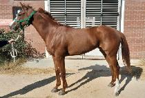 ���̵���Ʈ (RAID HIT) ����