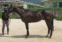 ����������Ƽ (MAGIC MAJESTY) ����