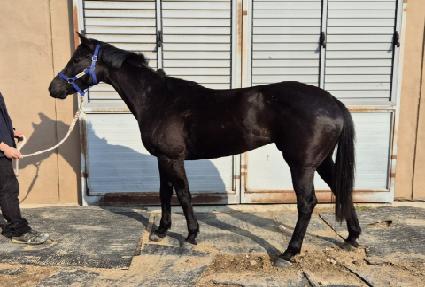 �����÷��� ����