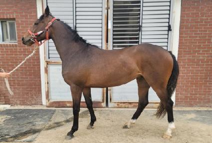 ���̾Ʊ׸� ����