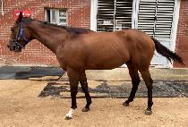 ���͵巡�� (MONSTER DRAGON) ����