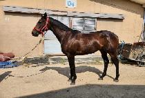 ���ĵ�� (HUIMANG CANDY) ����