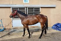 �����¡���� (AMAZING BOSS) ����