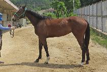 �����̺� (B.K. BELLE) ����