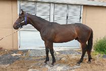 ���ֿ��̽� (CHARMING ACE) ����