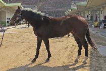 �ö��׷�Ű (FLYING LUCKY) ����