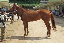 ��ֹ�½ (SAMAEBEONJJEOK) ����