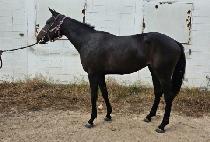 ����Ǯ�� (WONDERFUL TEAM) ����