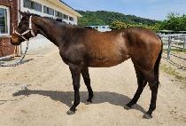 �ݾ������õ� (GEUMA PRECEDE) ����