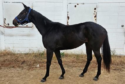 ����Ʈ�� ����