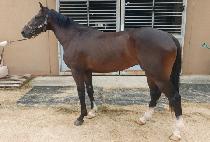 Ȳ�ݹ��� (WHANGGEUM BANJI) ����