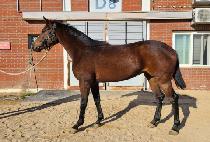 �ǽ��������� (PEACE BE WITH YOU) ����