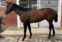 �����ū���� (AWAKEN FORCE) ����