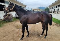 �ٺ��帮�� (BABEL DREAMY) ����