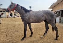 �����ǿ��̽� (BEOLMAUI ACE) ����