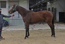 �޸��ٱ� (TALITHA CUMI) ����