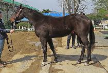 û���ǲ� (CHEONGPAUI KKUM) ����