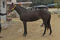 õ��� (CHEONJANGSA) ����