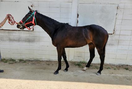 �����̼��� ����