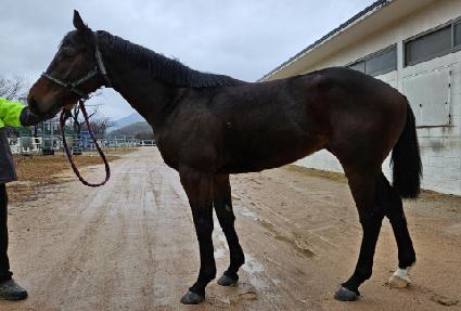 �мǽ�ī�� ����