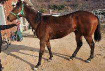 ����� (LEMON BIT) ����