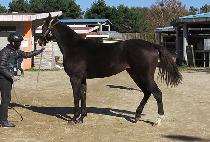 �̽�Ʈ����¡ (EAST RISING) ����