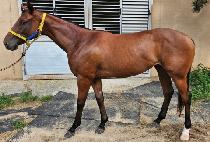 �����ǿ��� (SCORPION QUEEN) ����