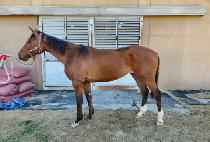 �׷���Ʈ���� (GREAT WINNER) ����