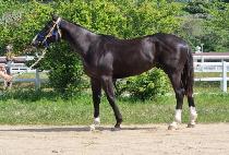 ���������� (BLACK SPRING) ����