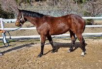 ����ȭ (GOLDEN SINHWA) ����