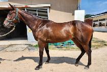 ���忣��Ĺ (WORLD ANGEL CAT) ����