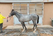 �����۽�ƮĹ (WORLD FIRST CAT) ����