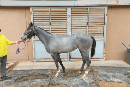 �����۽�ƮĹ ����