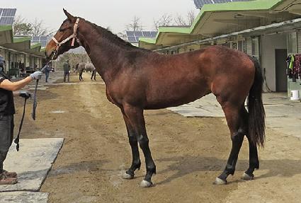 �Ⱦ羲���� ����