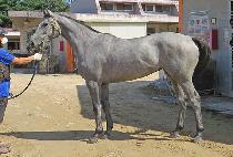 ��õ�׷��� (SUNCHEON GREY) ����