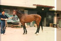 �ֹ� (SOL BAT) ����