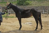 �ƽ�Ʈ���̾� (ASTRAEA) ����