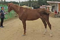 �����¾� (BULGEUNTAEYANG) ����