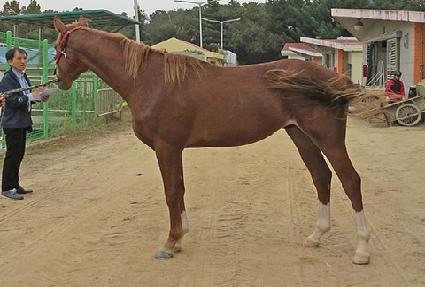 �����¾� ����