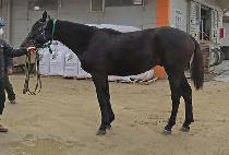 �������� (HIGH FOLLY) ����