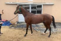 ������� (LEGEND MAN) ����