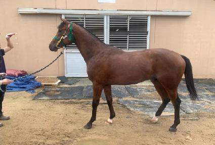 ������� ����