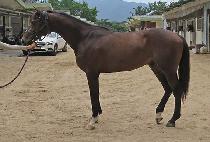 �������� (ECO FORE) ����