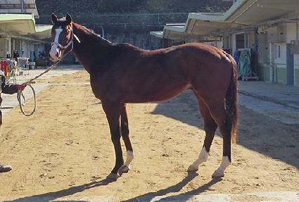 ĵ�������� ����