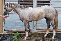 �н�Ÿ (MILLSTAR) ����