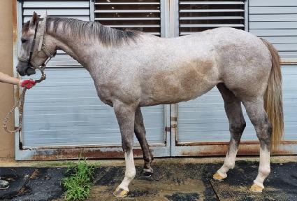 �н�Ÿ ����